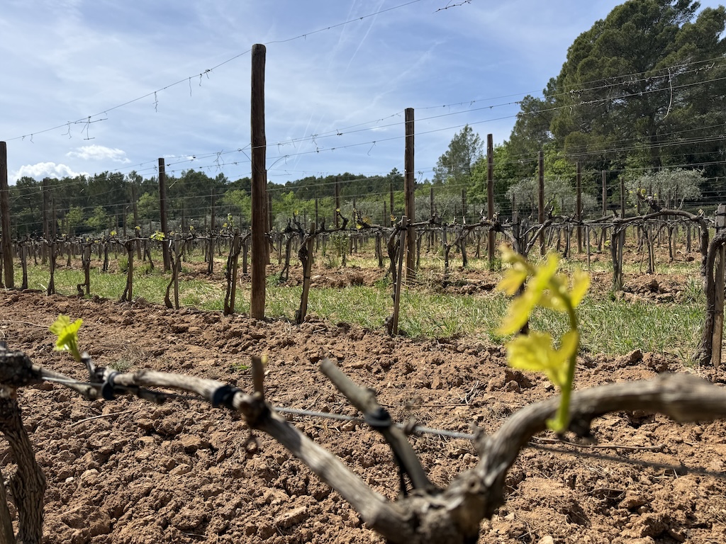 Wine tour Côte d’Azur avec chauffeur privé dans les Vignes de Nice et Provence